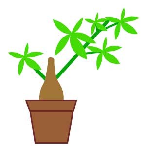 パキラ種からの図