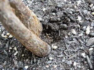 地中に残った幹