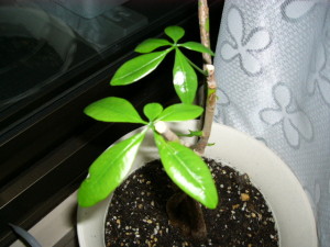 今朝明方のパキラちゃん