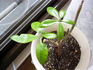 風水にもよいパキラ