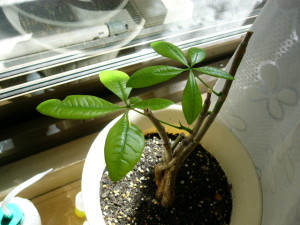 マイペースなパキラちゃん