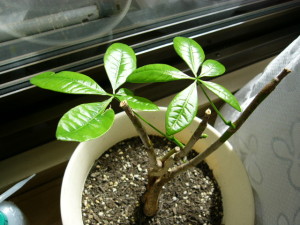 アオアオパキラ