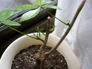 新芽頑張ってます