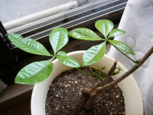 パキラちゃん復活？