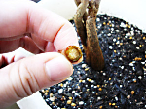 腐っちゃった( ´Д⊂