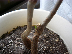 大きくならない芽