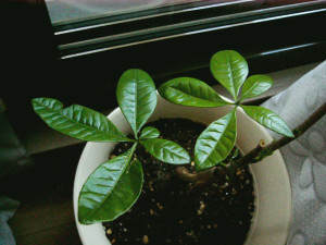 お兄ちゃんとお姉ちゃん