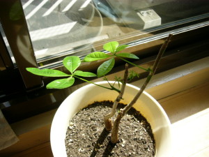 今日のぱきらちゃん