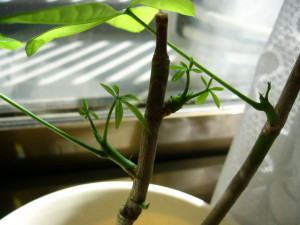 ちっこいの頑張る