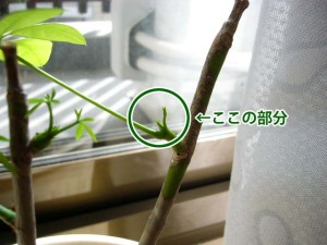 うにょーんな芽