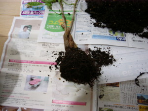 やっぱり根っこは少ないパキラ