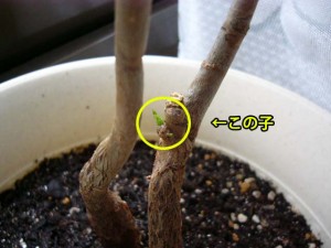 大きくならない子