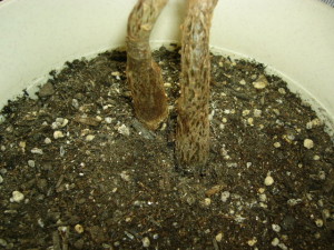 お～い!水上げていいの？