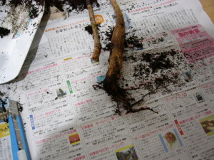 腐っちゃったパキラ