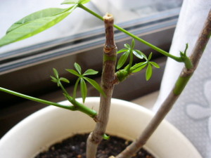 大きくならない子達