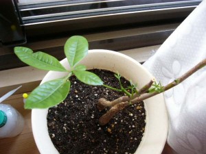 一番元気な葉っぱ