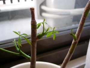 さらに小さい葉