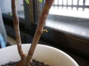 先っちょが茶色に！