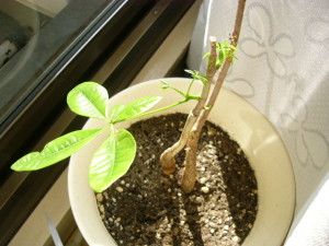 朝日を浴びるパキラちゃん