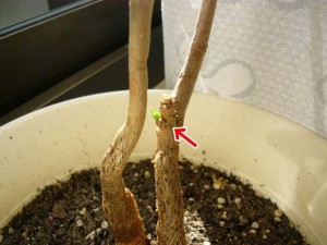 下に小さいのがあるんです