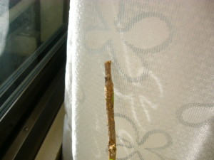 しぼんでいく木の先