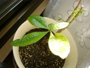 黄色くなった葉っぱ