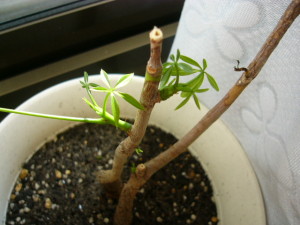 小さいけど元気な子