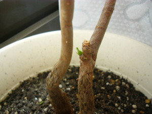 芽がくびれたよ