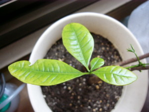 黄色くなった葉っぱ