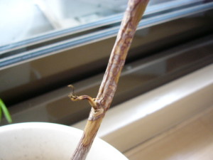 上の方は枯れました