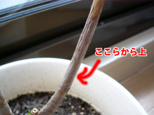 ここから枯れているらしい