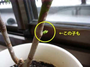 もう一人頑張ってほしい子