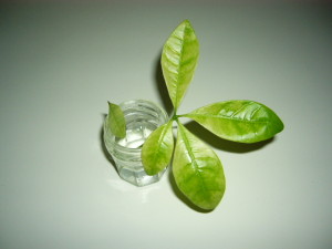 葉っぱ一枚取れちゃった