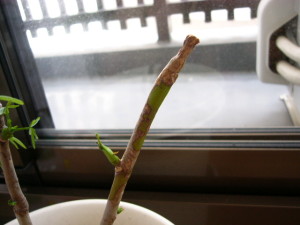 先っぽがシワシワ！