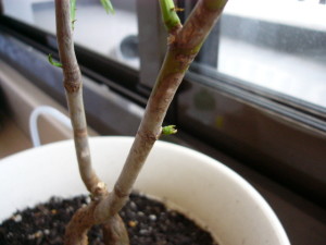 裏にいる芽もあぶない？