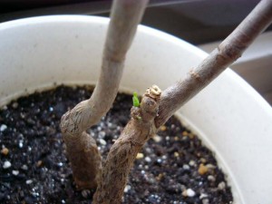 根っこに近い子