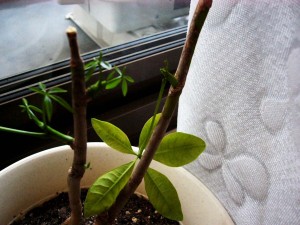 葉っぱが折れた