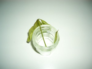 ついに逝っちゃいました、、、