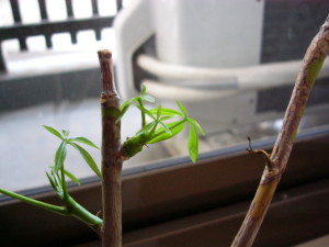 3つ目の葉っぱが開いた