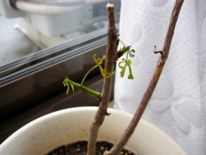 完全にしおれる葉っぱ達