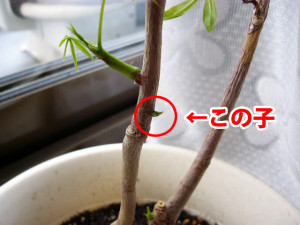 黄緑になった新芽