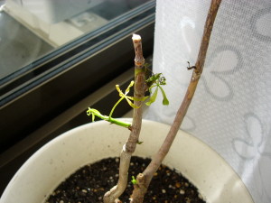 しおれた小さな葉